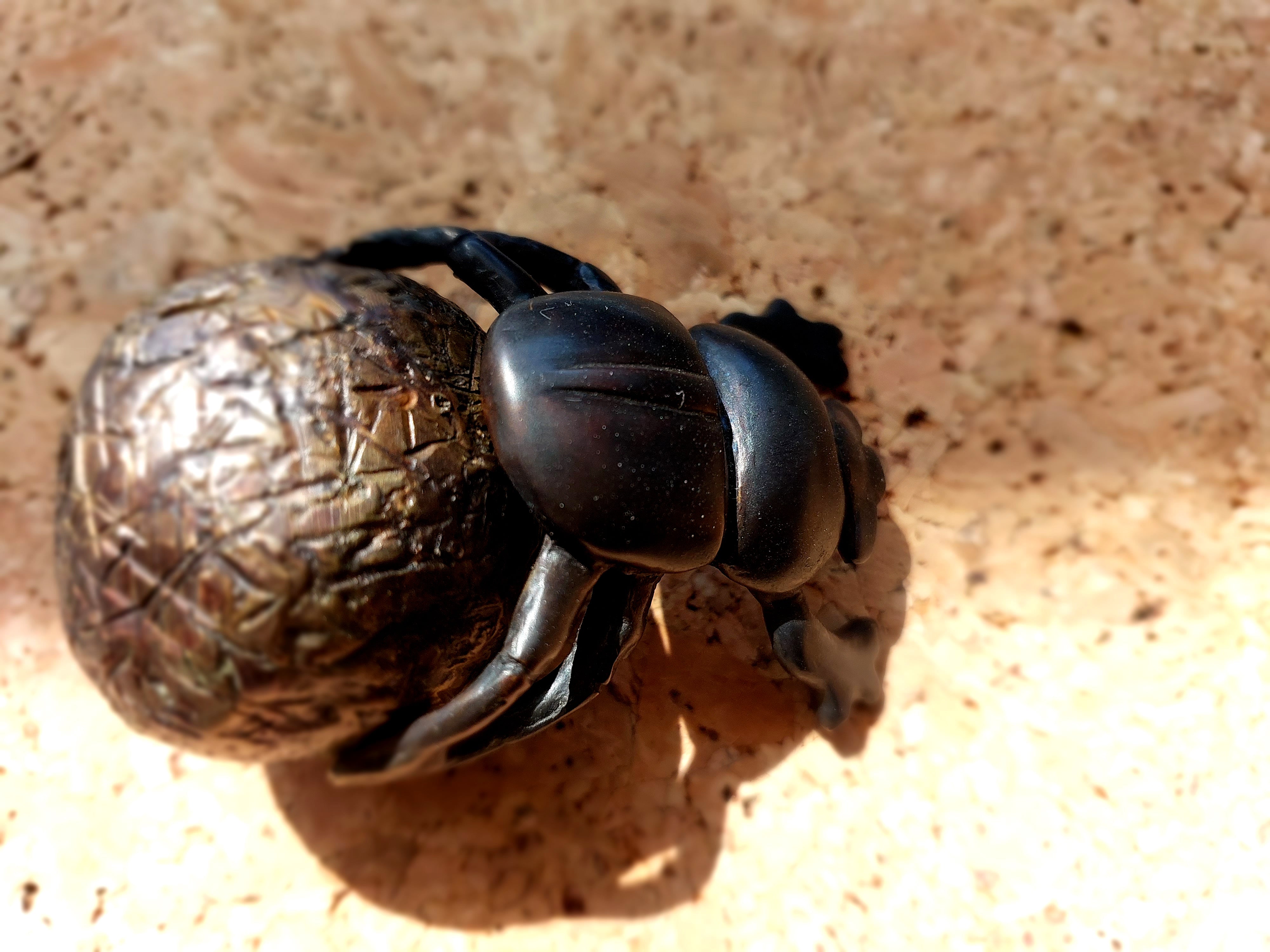 Dung beetle by Robbie Leggat