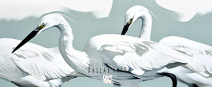 Plumage of Plett