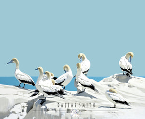 Cape Gannets