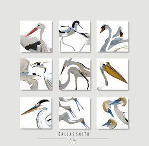 Beaks and Feathers