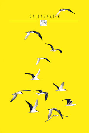 Sunshine Terns