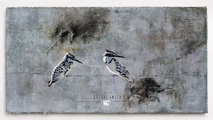 Pied Kingfishers