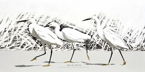 Egrets