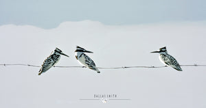Pied Kingfisher