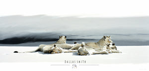 Top wildlife art online South Africa pride of lion print to order Lion artwork online