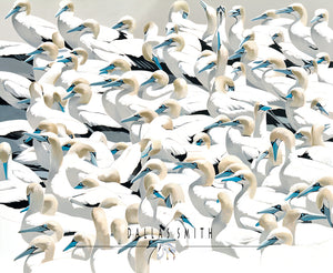 Gannet bird print Beach house art print online order art Lamberts bay gannets print